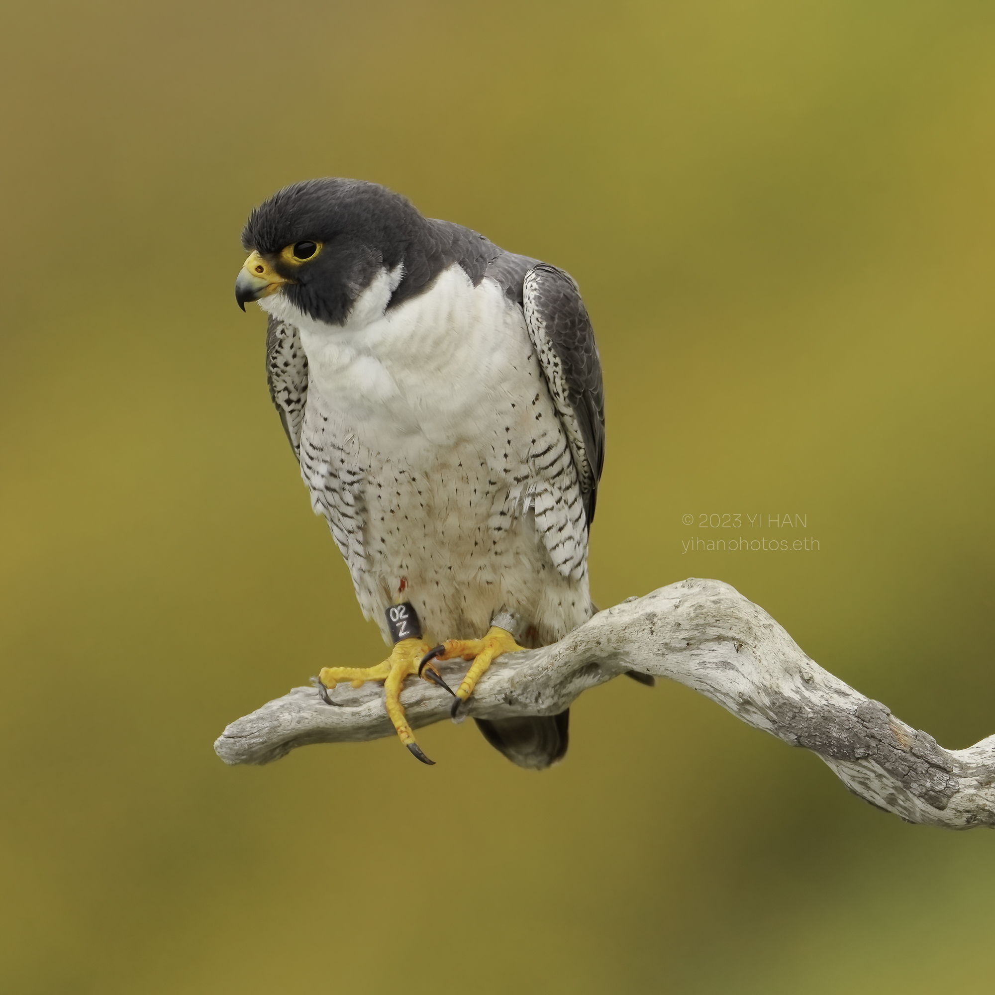 peregrine _falcon_4